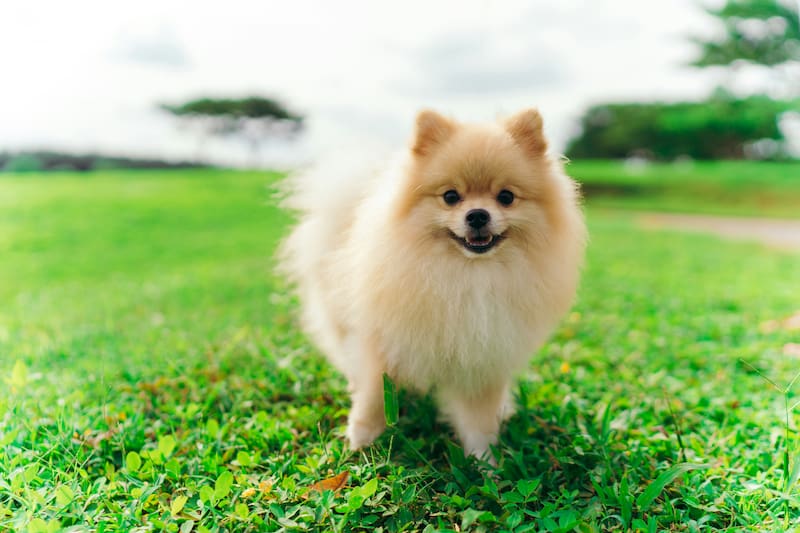 Cómo es el carácter de los perros Pomerania.