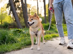 Los dueños de perros deberán tener este documento a mano o enfrentarán una jugosa multa: cuál es y cómo conseguirlo