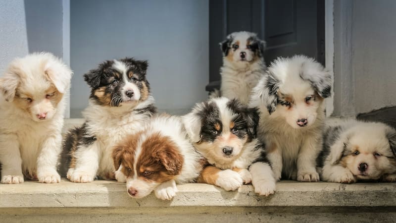 La ley que puede multarte con hasta 50.000 euros si haces que tu perro o gato tenga crías.