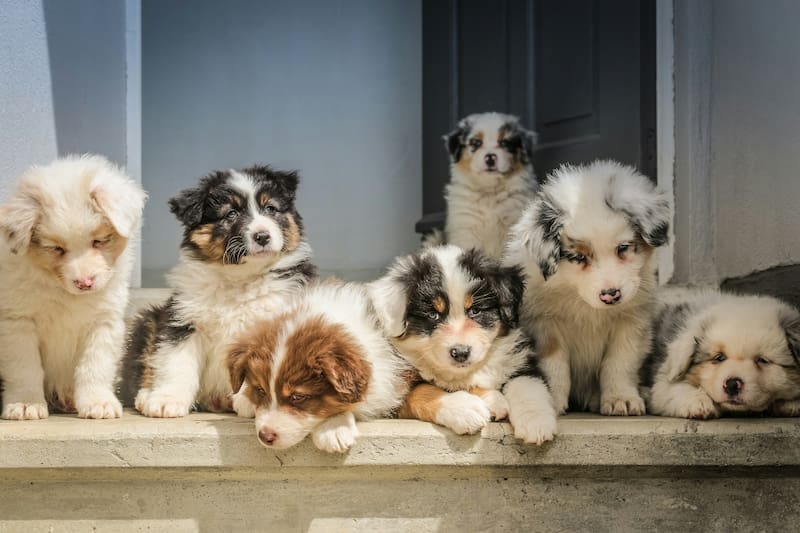 Cepillo de cerdas o metálico: cuál es el más recomendado por los veterinarios para eliminar el pelo de perros y gatos de la casa