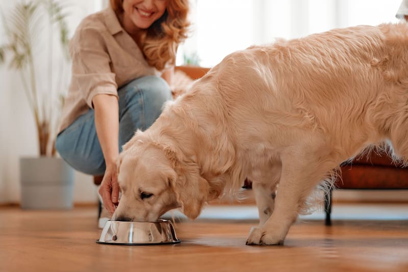 Los veterinarios coinciden: si su perro lo sigue por toda la casa es porque tiene un fuerte vínculo afectivo y se siente seguro con el entorno.