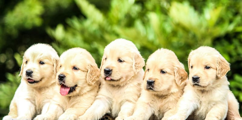 Qué significa la ley para los dueños de mascotas.