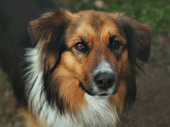 Científicos descubren la fórmula real para calcular la edad de tu perro y no tiene nada que ver con multiplicar por siete