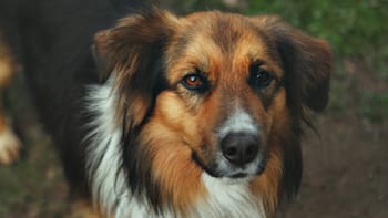 Científicos descubren la fórmula real para calcular la edad de tu perro y no tiene nada que ver con multiplicar por siete