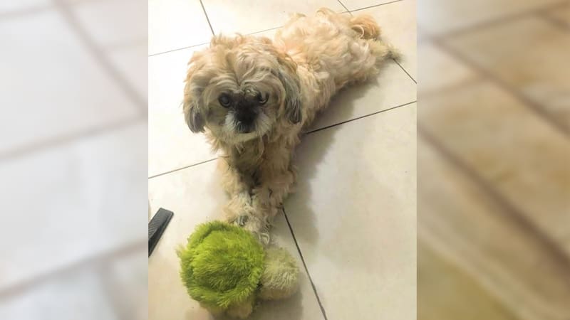 Noe, un perrito de raza Shih Tzu, sorprendió a su familia por su capacidad para reconocer a sus juguetes por sus nombres. Foto: cortesía.