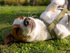 Carlos Rodríguez, veterinario: “A partir de los 7 años, un perro tiene que seguir ejercitando las articulaciones”