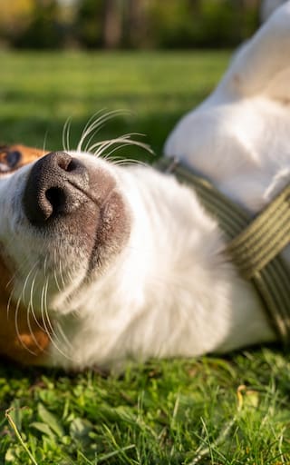 Carlos Rodríguez, veterinario: “A partir de los 7 años, un perro tiene que seguir ejercitando las articulaciones”