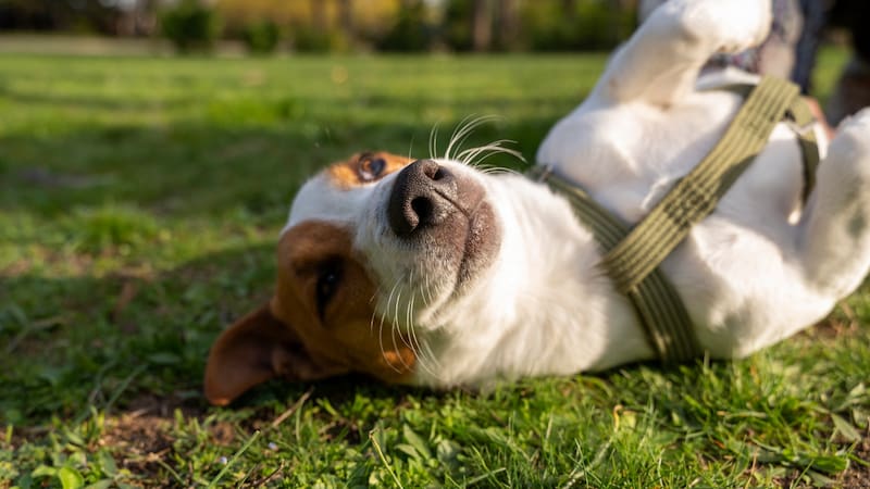 Los perros mayores necesitan mantener una actividad física adaptada a sus capacidades.