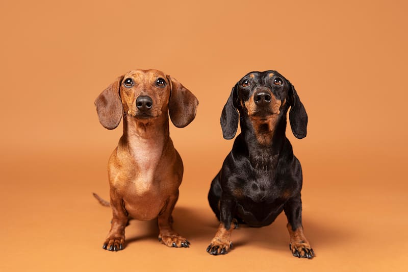 Los cuidados que necesita un perro salchicha.