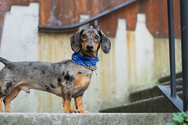 Cuánto tiempo vive un perro salchicha.