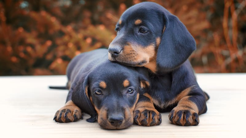 Los veterinarios coinciden sobre cuánto tiempo viven los perros salchicha.