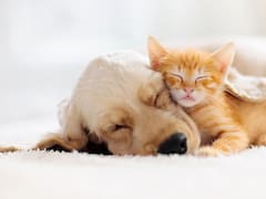 Bogotá ofrece esterilización gratis para perros y gatos: cómo acceder y cuáles son los requisitos
