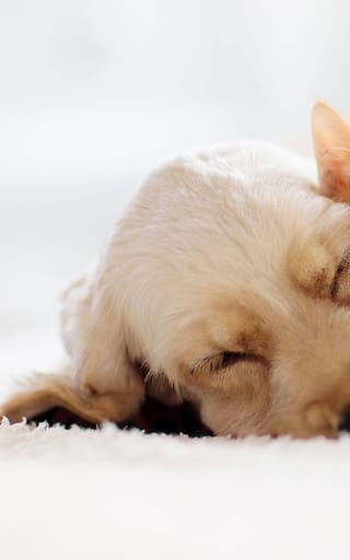 Bogotá ofrece esterilización gratis para perros y gatos: cómo acceder y cuáles son los requisitos