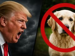 Ley de molestias | Estados Unidos aplicará multas de u$s 1000 a los dueños cuyos perros hagan esto en casa
