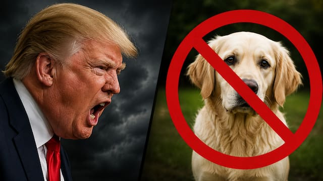 Ley de molestias | Estados Unidos aplicará multas de u$s 1000 a los dueños cuyos perros hagan esto en casa