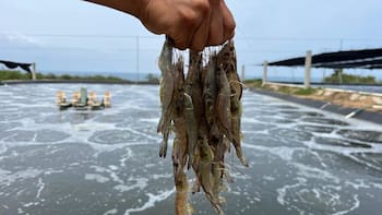 Sin milagro en Semana Santa: Los peces se multiplican, pero las ventas se desploman