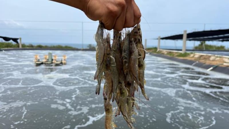 Pesca de camarón en México.