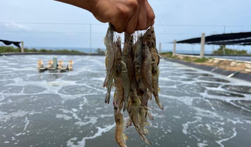 Pesca de camarón en México.