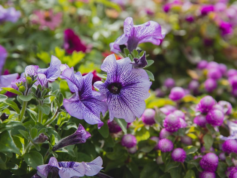 Las petunias son una excelente opción para decorar cualquier espacio y son plantas muy resistentes y fáciles de cuidar (Fuente: Pexels).