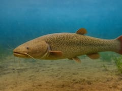 Renace un pez ultra raro y reconfigura el mapa de biodiversidad de América latina