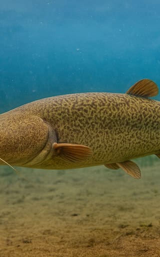 Renace un pez ultra raro y reconfigura el mapa de biodiversidad de América latina