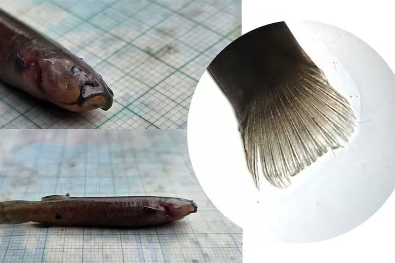 El hallazgo obliga a reconfigurar el mapa ambiental de la zona (Fuente: Secretaría de Ambiente de Bogotá).