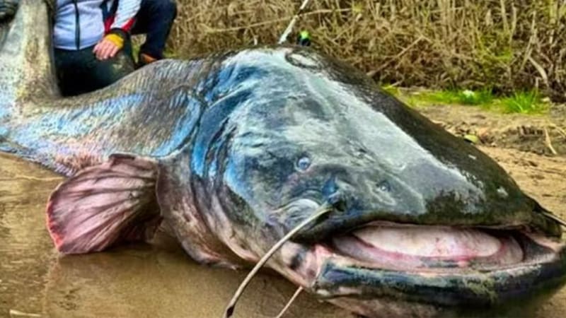 Así es el pez de 3 metros hallado en Polonia.