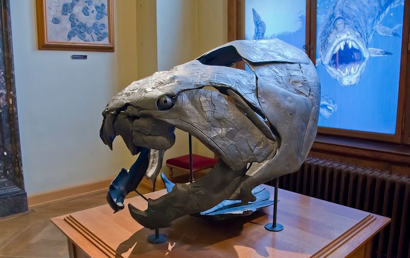 Nuevas investigaciones reconfiguran el conocimiento científico sobre Dunkleosteus, uno de los mayores depredadores del Devónico. Fuente: Shutterstock.