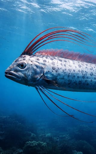 El hallazgo del siglo | Terror por la aparición “del pez de la muerte” en una playa latinoamericana: se cree que presagian el fin del mundo