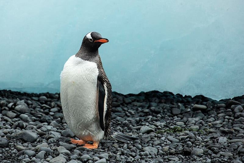 El pingüino papúa del sureste no había sido identificado porque sus diferencias solo podían hacerse evidentes a través del análisis del código genético.