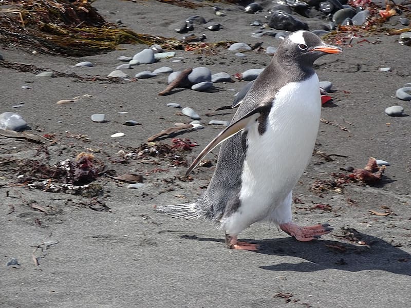 El análisis genético permitió reconocer que esta población de pingüinos había seguido una trayectoria evolutiva independiente.