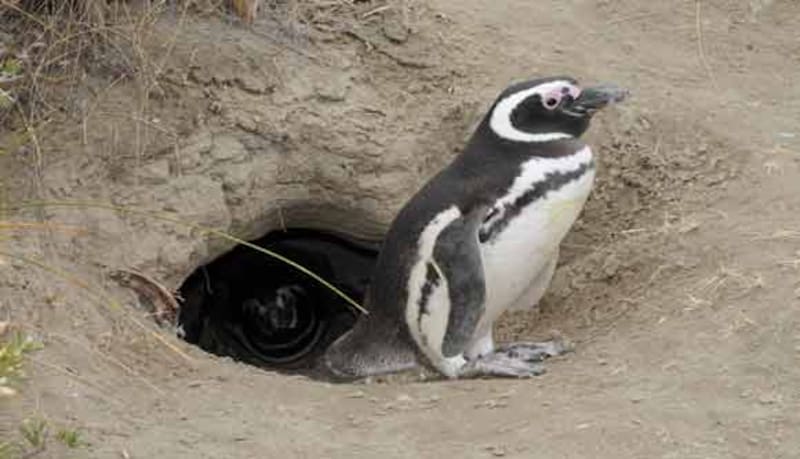 Ponen en venta los pingüinos saltarines más populares de Mar del Plata: cuánto cuesta cada uno y por qué se tomó esta decisión.