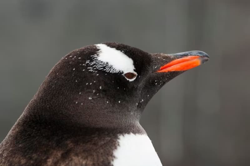 Después de más de un siglo, investigadores vuelven a reconocer nueva especie de pingüino.