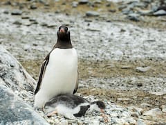 Descubren cuatro linajes “nuevos” dentro de una misma especie de pingüinos: llevaba más de un siglo oculta