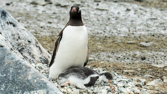 Descubren una nueva especie de pingüino después de más de un siglo: estaba “oculta” a simple vista