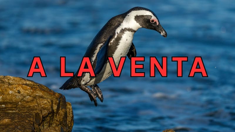 Ponen en venta los pingüinos saltarines más populares de Mar del Plata: cuánto cuesta cada uno y por qué se tomó esta decisión.