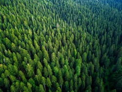 Una empresa argentina invertirá u$s 2000 millones para construir una planta de celulosa en Corrientes