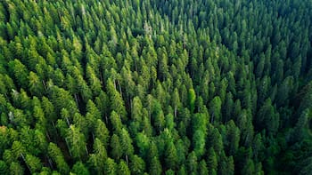 Una empresa argentina invertirá u$s 2000 millones para construir una planta de celulosa en Corrientes