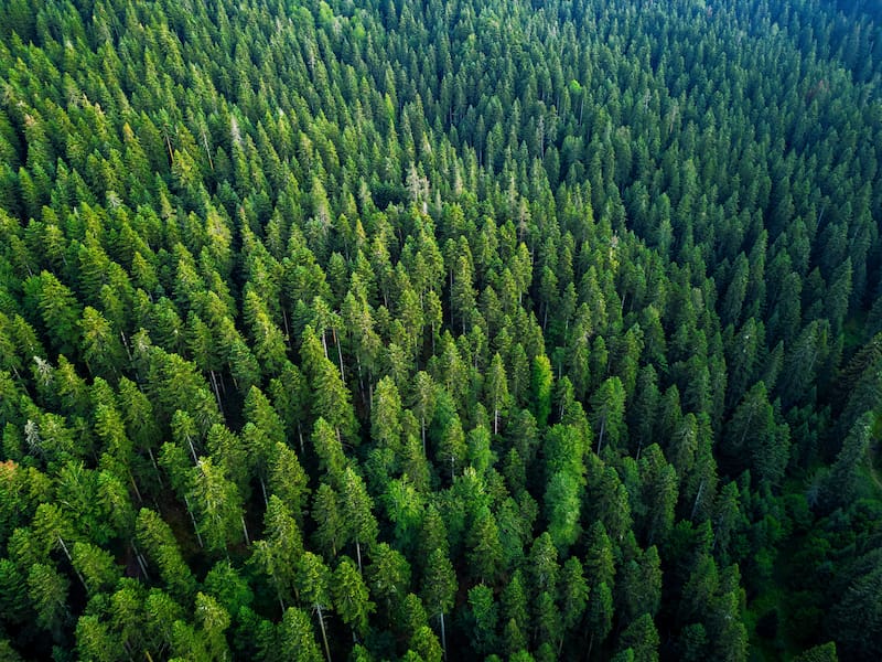 En la costa de Alabama, miles de pinos de Navidad descartados cada enero no terminan como residuos, sino como parte de un innovador programa de restauración costera