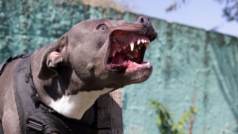 Una mujer tomó revancha por un pitbull que asesinó a su mascota.