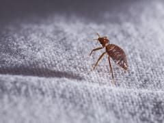 Qué significa que aparezcan chinches en tu casa y cómo evitarlas