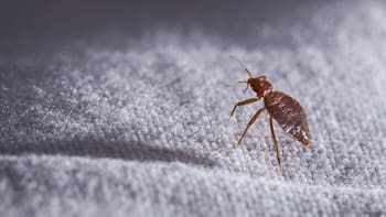 Qué significa que aparezcan chinches en tu casa y cómo evitarlas