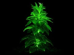 El invento del siglo: crean plantas energéticas que pueden iluminar a ciudades enteras y sin gastar electricidad