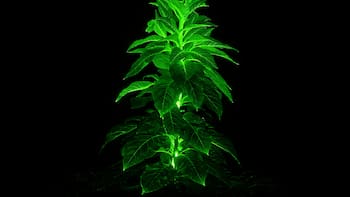 El invento del siglo: crean plantas energéticas que pueden iluminar a ciudades enteras y sin gastar electricidad