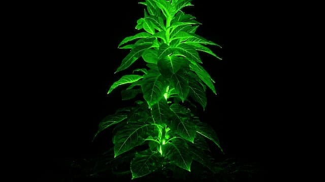 El invento del siglo: crean plantas energéticas que pueden iluminar a ciudades enteras y sin gastar electricidad