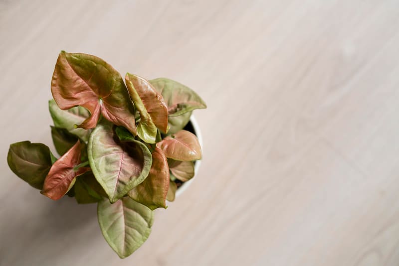 Según recomendaciones, el licuado de cáscaras de huevo con vinagre se puede aplicar hasta una vez por semana si la planta ya muestra síntomas de falta de calcio.