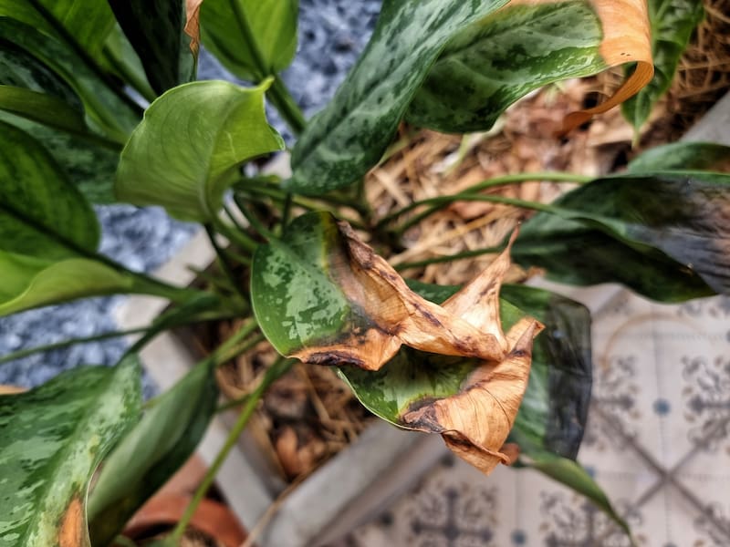 Las hojas marrones en las plantas pueden deberse a diversas causas.