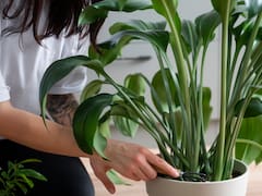 No es la lengua de suegra | La planta de interior que crece rápido y llena de color cualquier rincón de la casa