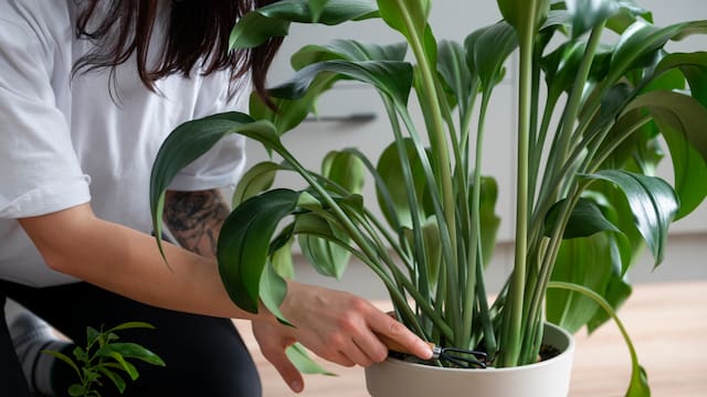 No es la lengua de suegra | La planta de interior que crece rápido y llena de color cualquier rincón de la casa