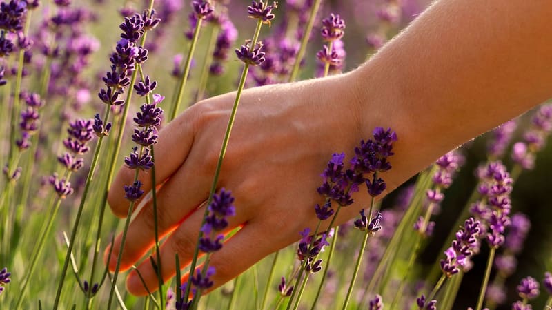 Es tendencia | Hervir cáscara de limón y lavanda: para qué sirve y por qué recomiendan hacerlo. (Fuente: Archivo)